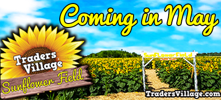 4th Annual Sunflower Field