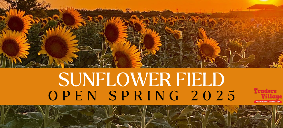 Sunflower Field