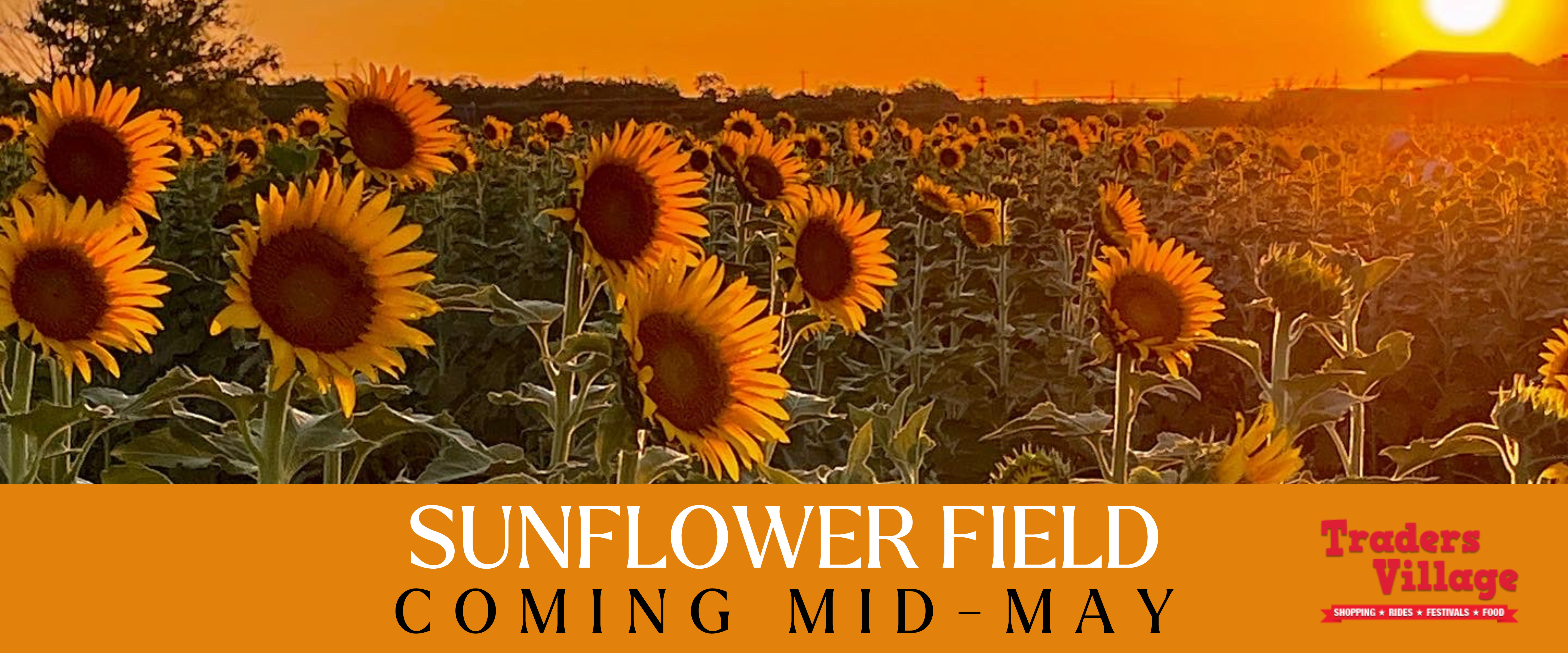 Sunflower Field in Mid May